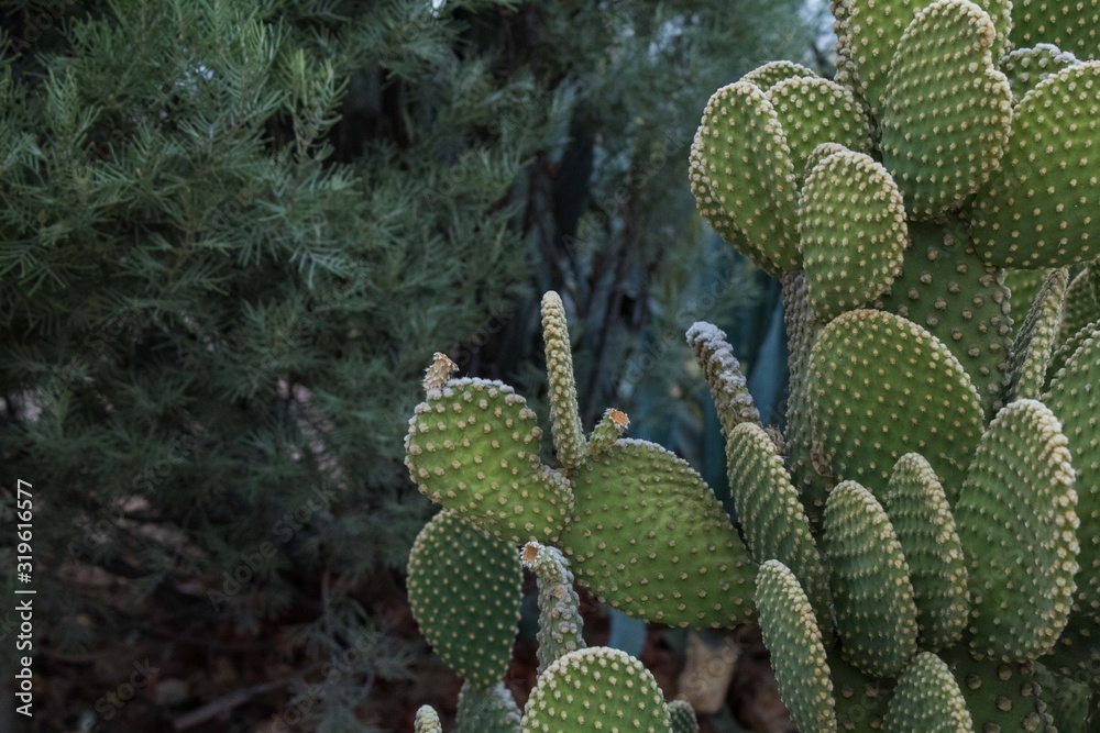 Green Cactus with Green Bush Behind Green Cactus with Green Bush Behind