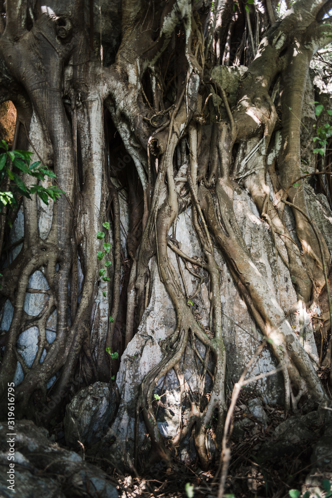 Roots of a large tree in Cuba. 
