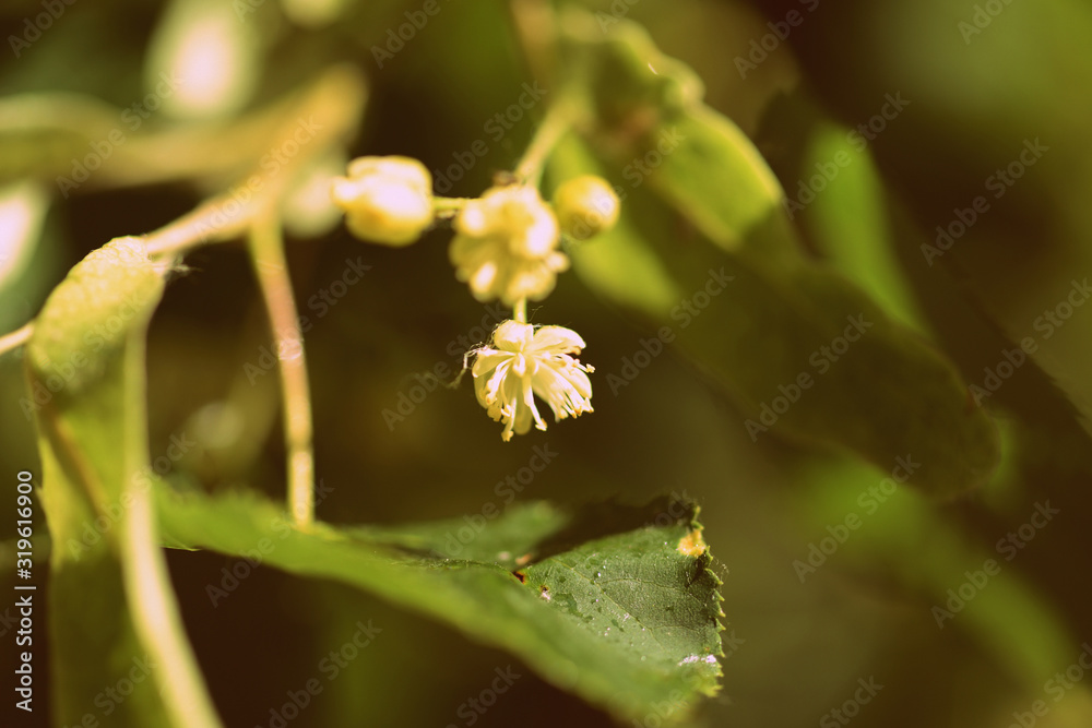 Blooming linden tree on a bright sunny spring day close-up. Retro style toned Blooming linden tree on a bright sunny spring day close-up. Retro style toned