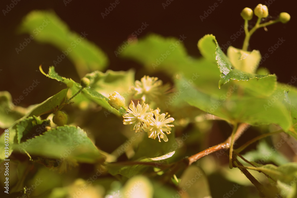 Blooming linden tree on a bright sunny spring day close-up. Retro style toned Blooming linden tree on a bright sunny spring day close-up. Retro style toned