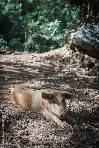 A pig in Cuba. 