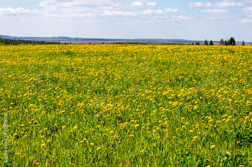 summer floral landscape with yellow wildflowers © Sergei Malkov