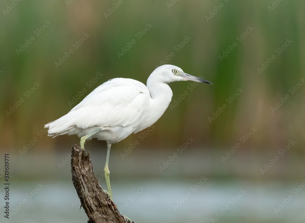 Little Blue Heron Juvenile (Egretta caerulea), Estorio Llano Grande, Texas, USA Little Blue Heron Juvenile (Egretta caerulea), Estorio Llano Grande, Texas, USA
