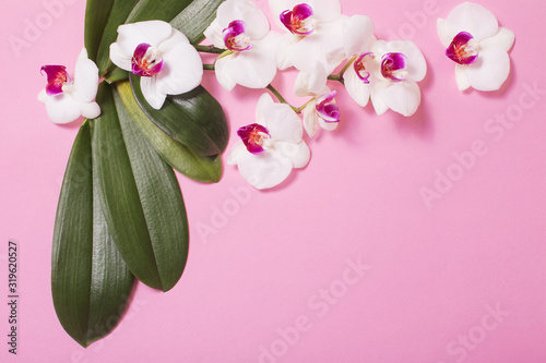 Fototapeta Naklejka Na Ścianę i Meble -  orchid flowers and green leaves on pink paper background