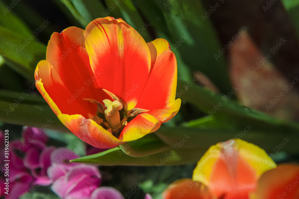 Top view red and yellow tulips with leaves in the field Top view red and yellow tulips with leaves in the field
