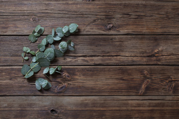 eucalyptus on old dark wooden background