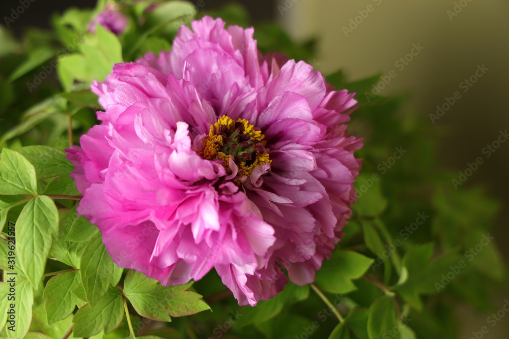 Blooming peony flower01 Blooming peony flower01