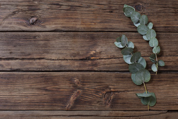 eucalyptus on old dark wooden background