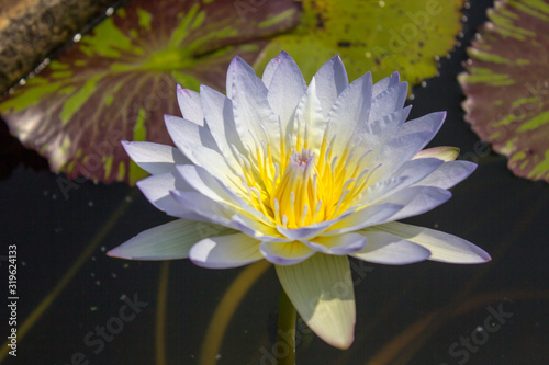 white water lily in pond