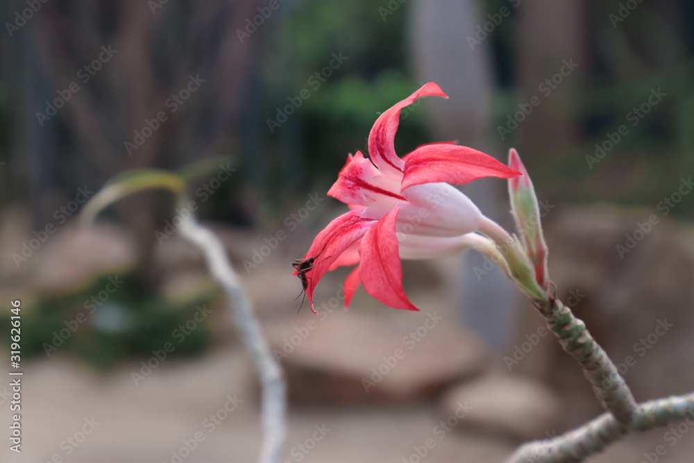 close up pink flower in garden. nature photography. selective focus dept of field. close up pink flower in garden. nature photography. selective focus dept of field.