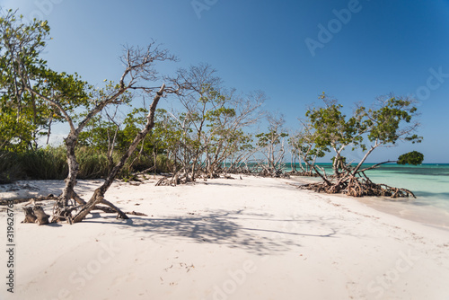 Fototapeta Naklejka Na Ścianę i Meble -  Mangroves on a beach in Cuba. 