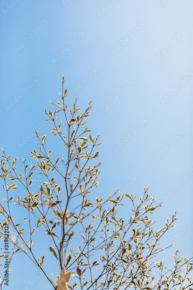 branches of tree with blue sky and clouds branches of tree with blue sky and clouds