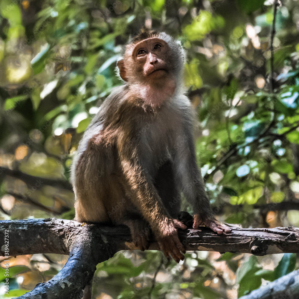 Monkey on a tree branch Monkey on a tree branch
