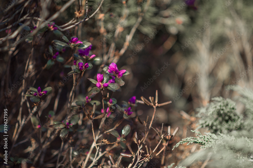 blooming spring garden, blossoming pink buds of wild rosemary in natural environment blooming spring garden, blossoming pink buds of wild rosemary in natural environment