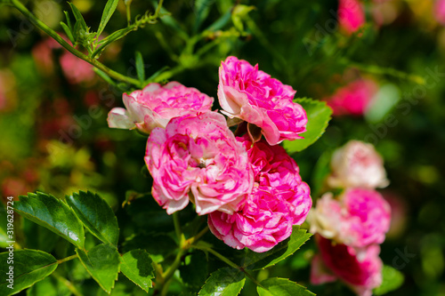 Red Roses on a bush in a garden. Nature. Spring. Valentine's Day, mothers Day.