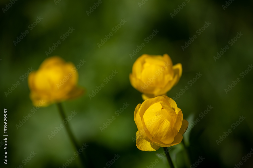 floral landscape with yellow flowers of a swimsuit floral landscape with yellow flowers of a swimsuit