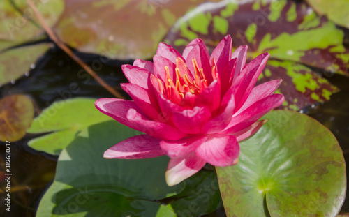 lotus in pond