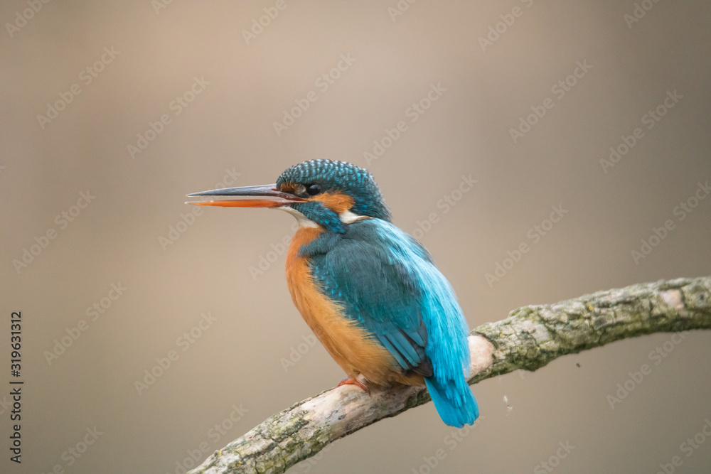 Obraz premium Common Kingfisher (Alcedo atthis)