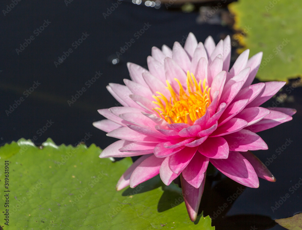 pink water lily in a pond/Beautiful and natural