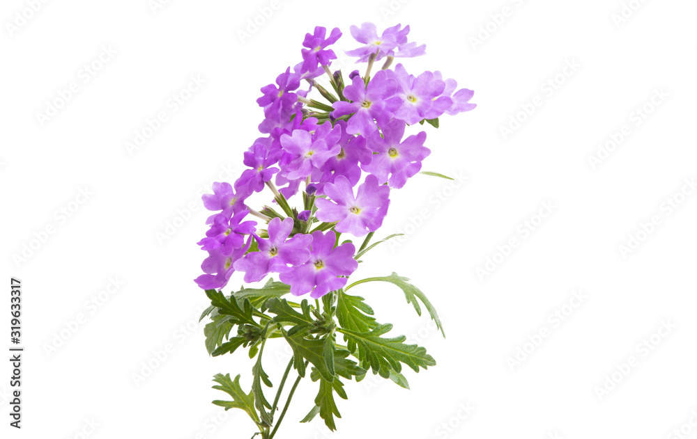 verbena flower isolated verbena flower isolated