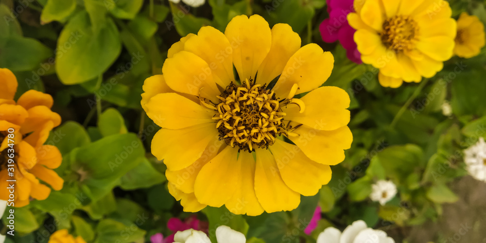 Fototapeta premium yellow flowers in garden