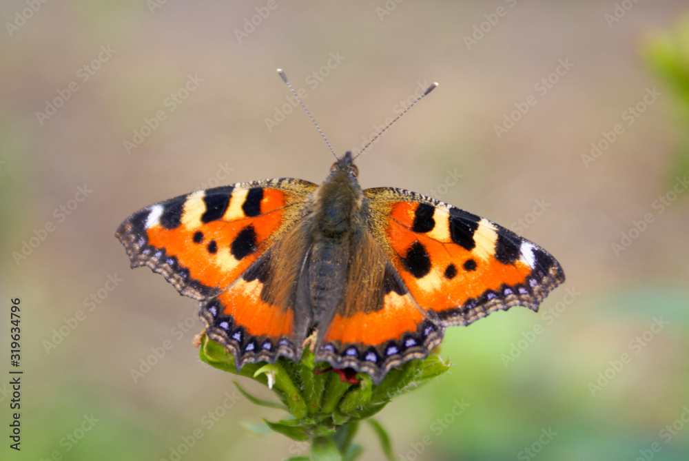 Butterfly collects honey from flowers Butterfly collects honey from flowers