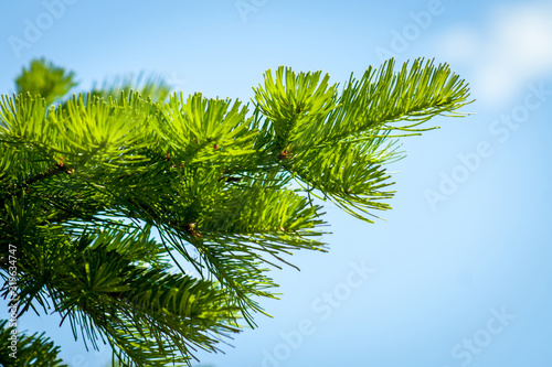 A branch of a young fluffy fir. Close-up.