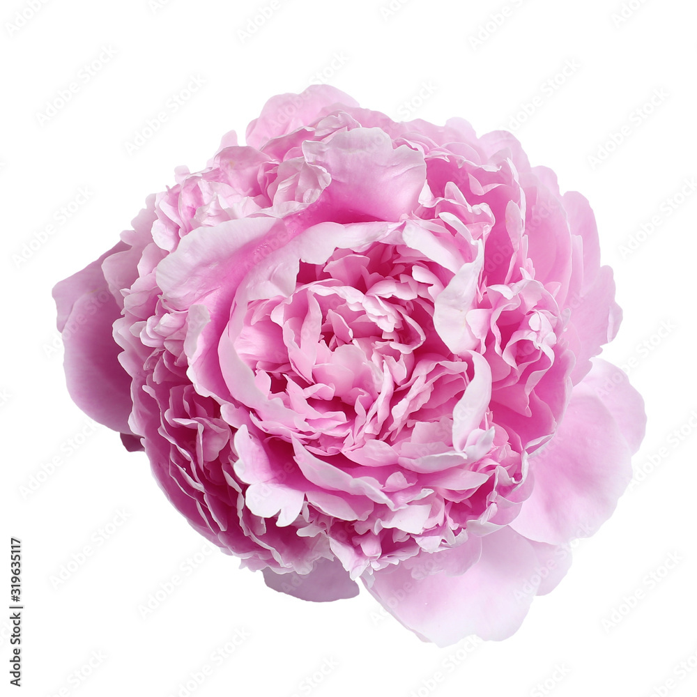 Pink large peony isolated on a white background Pink large peony isolated on a white background