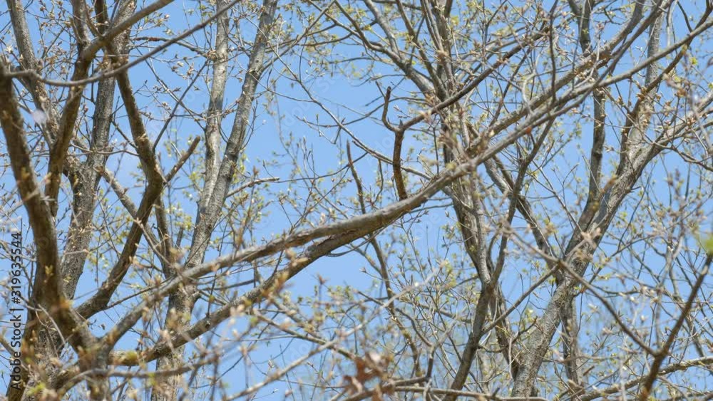 【動画素材】: 木から飛び立つカラス 烏 野鳥 【動画素材】: 木から飛び立つカラス 烏 野鳥