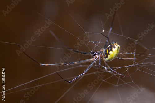 A black and yellow colour spiders is photographed close up, Black Widow Spider, macro picture,Natural background, colourful big and small spiders in nature, copy space