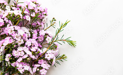 Pink flowers on a white background