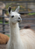 Portrait of a white llama.