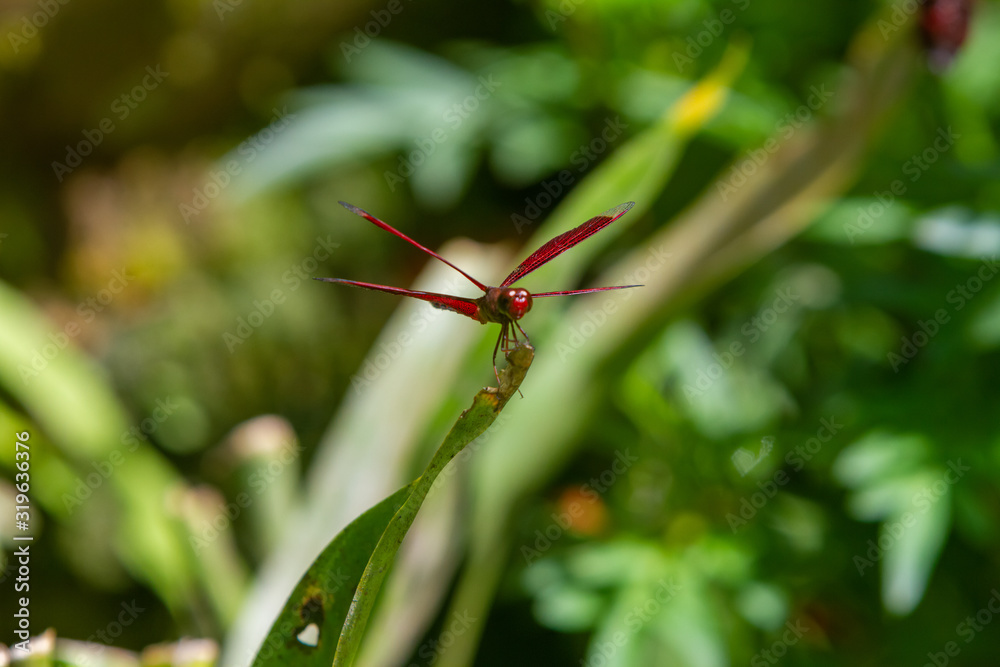 Male eastern amberwing (Perithemis tenera) dragonfly Male eastern amberwing (Perithemis tenera) dragonfly