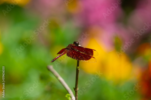 Male eastern amberwing (Perithemis tenera) dragonfly photo