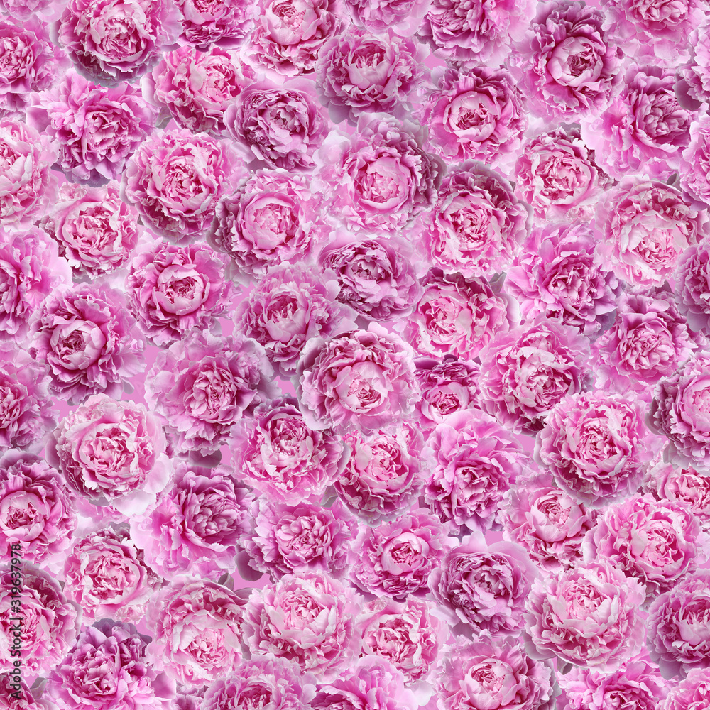 Pink peony.Background panel of natural flowers peonies