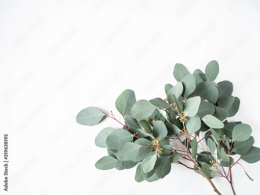 Frame or border of fresh green leaves and branches eucalyptus on a white background. Botany composition flat lay. Top view. Copy space Frame or border of fresh green leaves and branches eucalyptus on a white background. Botany composition flat lay. Top view. Copy space