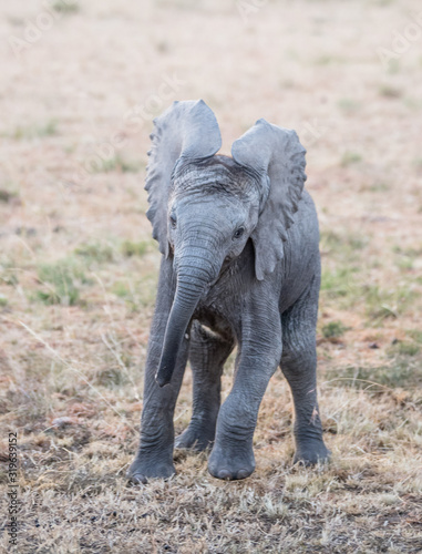 Photography cute baby african elephant dancing