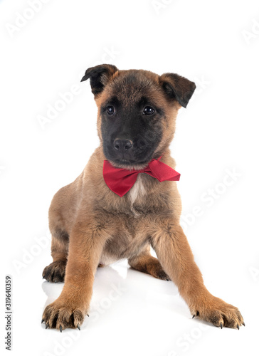 puppy malinois in studio