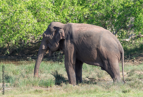 A big Indian elephant (Elephas maximus) walks through a meadow next to water and trees in Kumana National Park. Closeup. Asia, Sri Lanka.