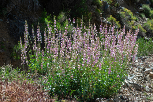 USA, Nevada, Clark County, Gold Butte National Monument, Virgin Mountains. A large pink-flowered Palmer's beardtongue (Penstemon palmeri). These native perennials make great additions to rock gardens.