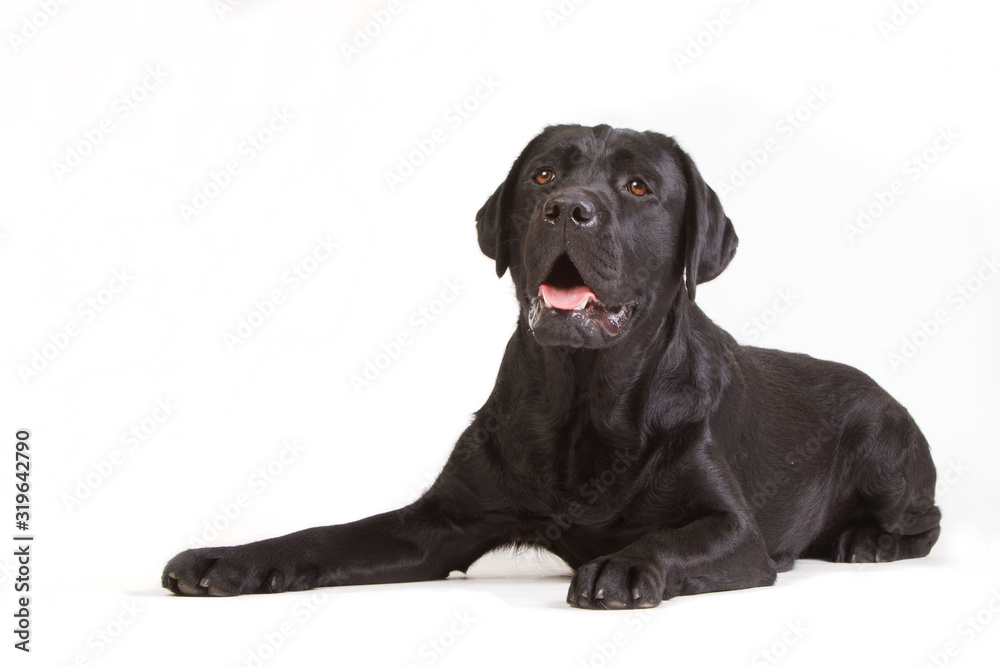 Laying black labrador on a white background Laying black labrador on a white background