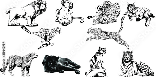 Photography Wild cats family. Vector isolated on a transparent background