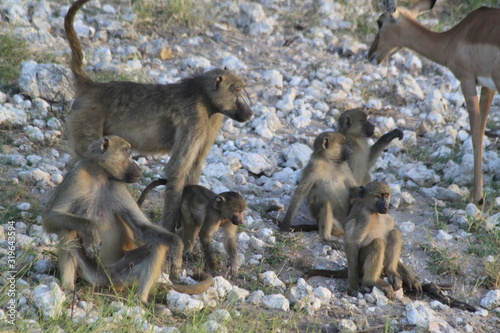 Baboon monkeys savanna africa mammal © Estelle R