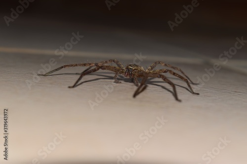 Scary and dangerous spider lying on the floor in the dark. Phobia background.