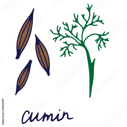 Hand drawn isolated indian food icon. Color fill illustration of indian spice. Cumin icon