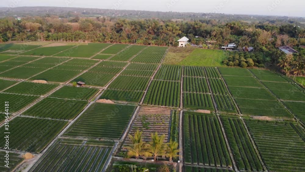 drone landing on long rice fields farm drone landing on long rice fields farm