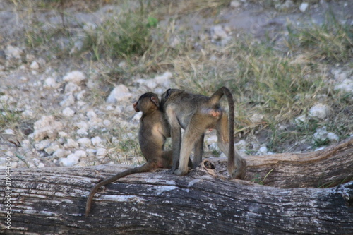 Baboon monkeys savanna africa mammal