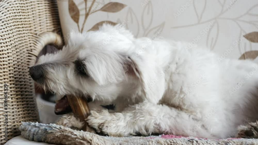 Adopted Catalan Sheepdog bites the bone made of hard leather in the wicker bench
