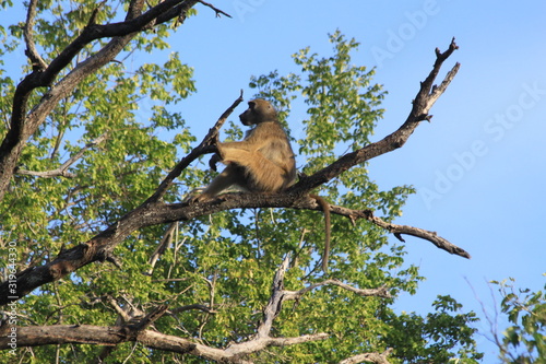 Baboon monkeys savanna africa mammal
