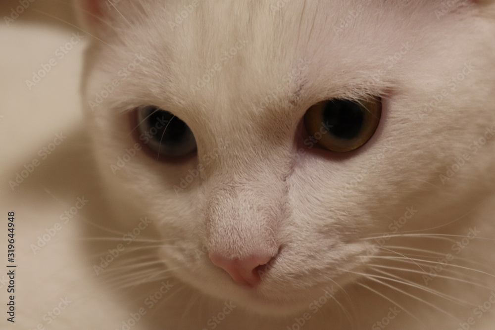 A white cat with different eyes looks forward thoughtfully. Close up.
